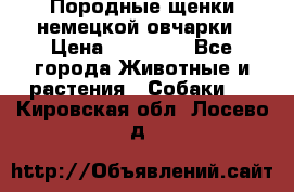 Породные щенки немецкой овчарки › Цена ­ 24 000 - Все города Животные и растения » Собаки   . Кировская обл.,Лосево д.